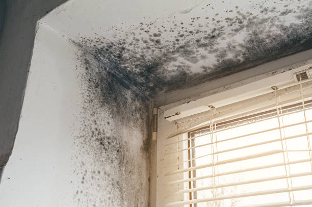 Affordable Mold Remediation solutions in Linden, VA